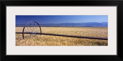 Wheat Teton Valley ID