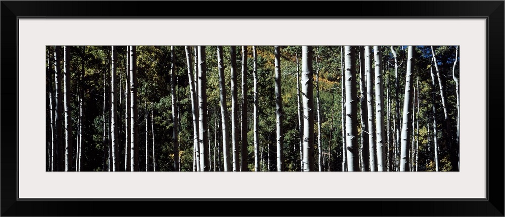 Panoramic photo on canvas of the up close view of tree trunks in a forest.