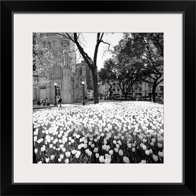 White tulips near a water tower, Chicago Water Tower, Michigan Avenue, Illinois