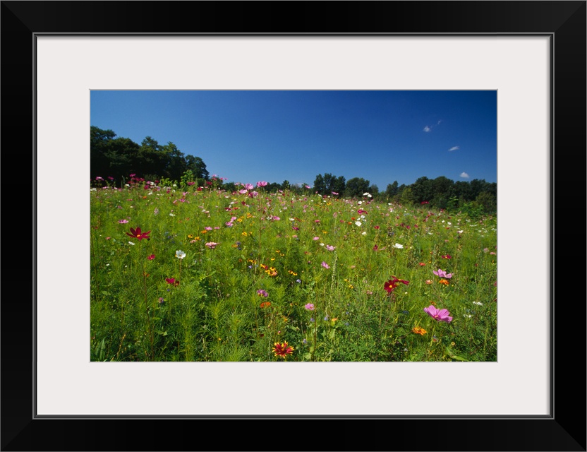 Wide angle view of field of wildflowers blooming, New York