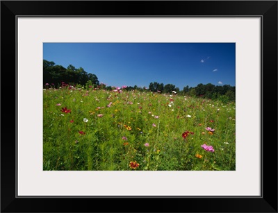 Wide angle view of field of wildflowers blooming, New York