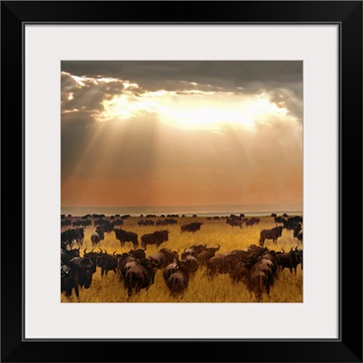 Wildebeest on a field at sunset