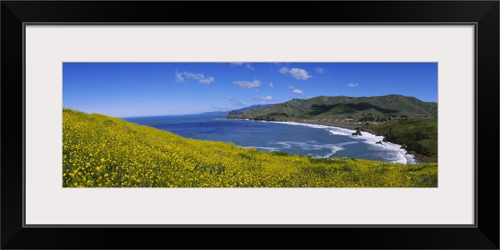 Wildflowers at the coast, Marin Headlands, California