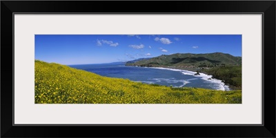 Wildflowers at the coast, Marin Headlands, California