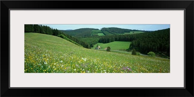 Wildflowers Black Forest Germany