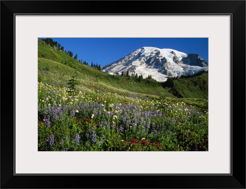 The mountain peak rises over the edge of a grassy meadow lined with conifer trees and full of flowers in this landscape ph...