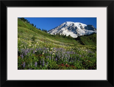 Wildflowers blooming in front of snowy Mount Rainier, Washington