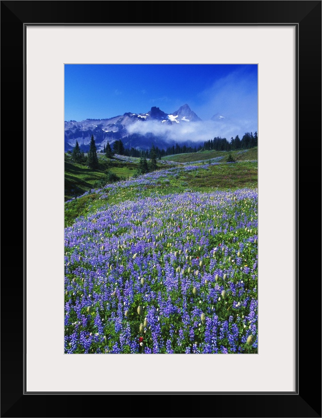 Vertical photo of distant rocky mountain peaks at the edge of a lush temperate valley full of evergreen trees and lupine f...