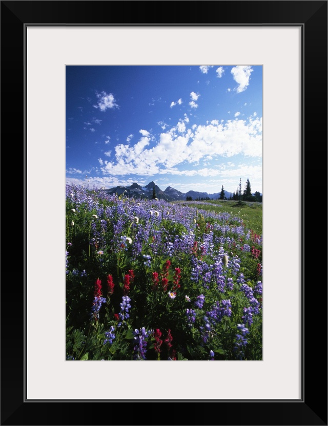 Portrait photograph on a big canvas of vibrant wildflowers in a vast meadow, the Tattoosh Mountain range can be seen on th...