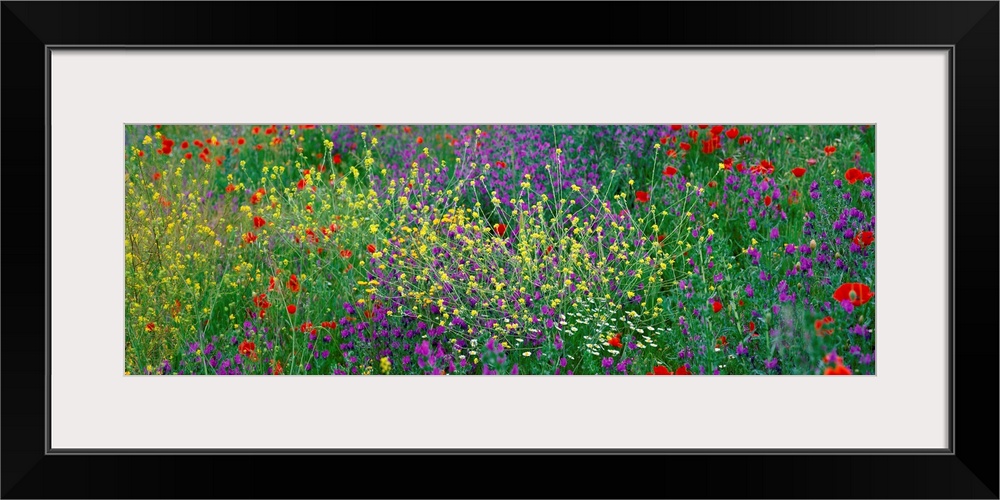 Panoramic photograph of meadow of brightly colored flowers and tall grass