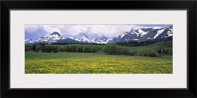 Wildflowers in a field, East Glacier Park, US Glacier National Park, Montana