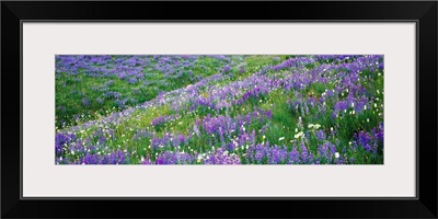 Wildflowers in a field, Mt Rainier National Park, Washington State