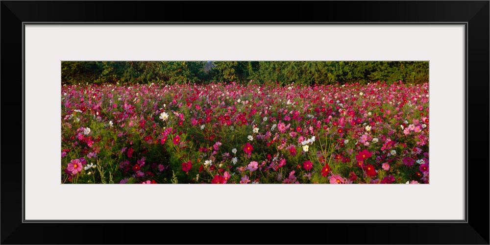 Wildflowers in a field, NCDOT Wildflower Program, Henderson County, North Carolina