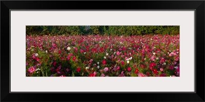 Wildflowers in a field, NCDOT Wildflower Program, Henderson County, North Carolina