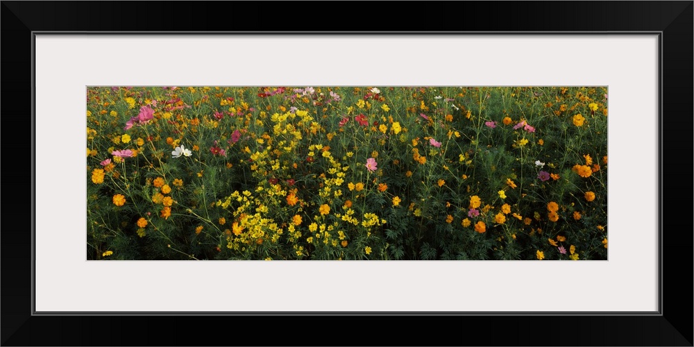 Wildflowers in a field, NCDOT Wildflower Program, Macon County, North Carolina