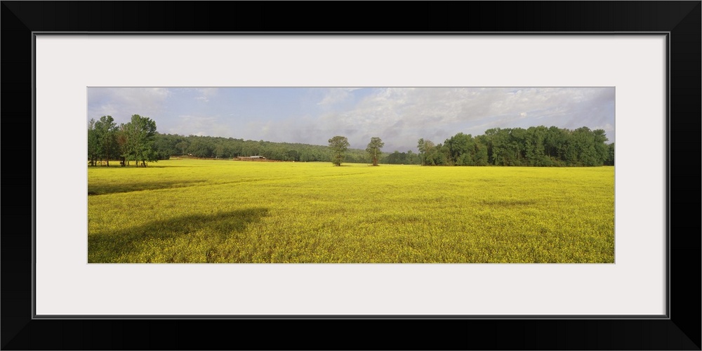 Wildflowers in a field, Ozark Mountains, Arkansas,