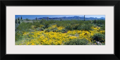 Wildflowers in a field, Saguaro National Monument, Arizona