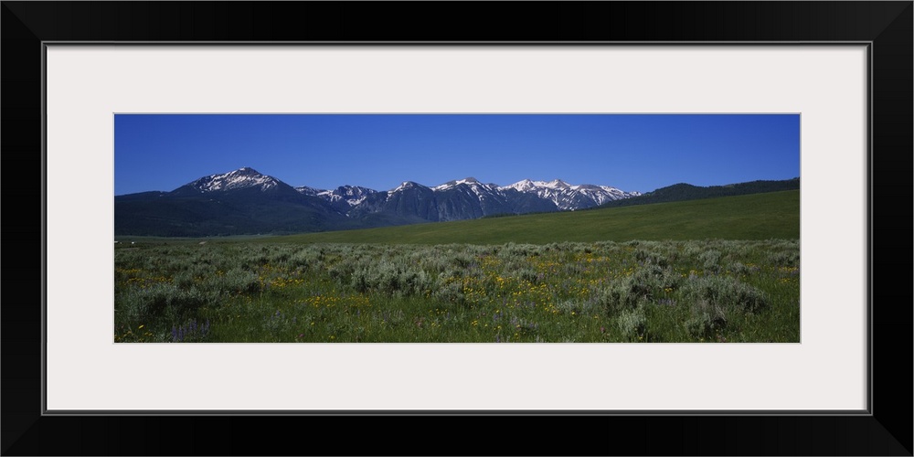 Wildflowers in a field, Targhee National Forest, Idaho