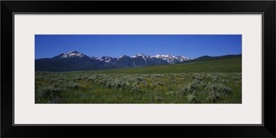 Wildflowers in a field, Targhee National Forest, Idaho