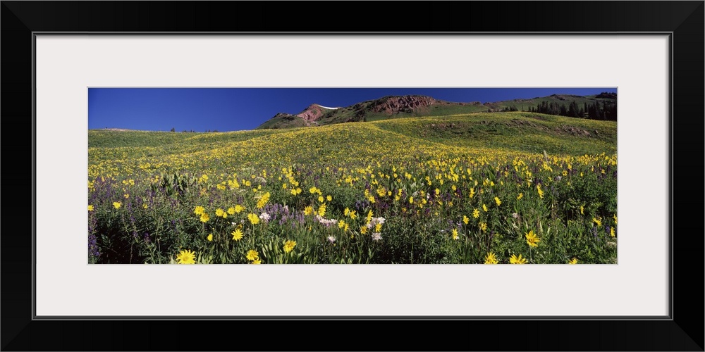 Wildflowers in a field West Maroon Pass Crested Butte Gunnison County Colorado