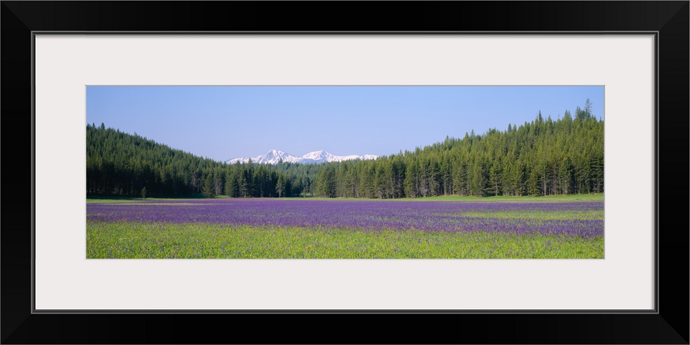 Wildflowers in a field with a mountain range in the background, Sawtooth National Recreation Area, Stanley, Idaho