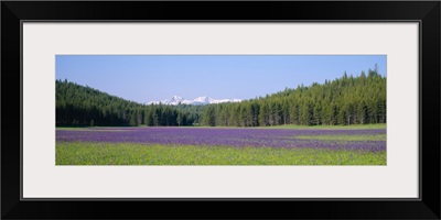 Wildflowers in a field with a mountain range in the background, Sawtooth National Recreation Area, Stanley, Idaho