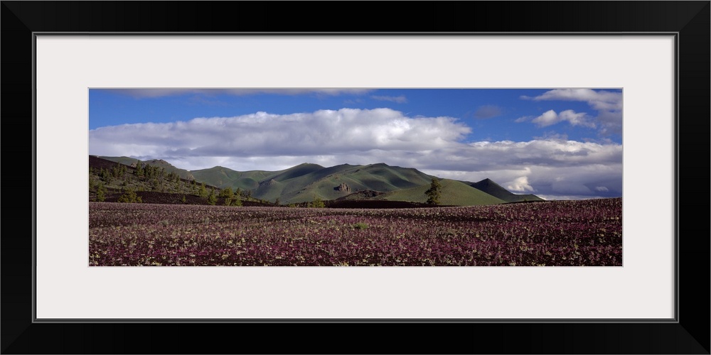 Wildflowers in a field with mountains in the background, Craters Of The Moon National Park, Idaho