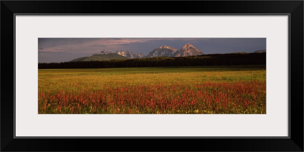 Wildflowers in a field with mountains in the background Sawtooth National Recreation Area Idaho