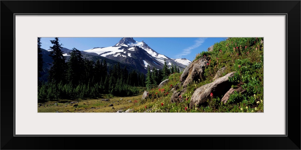 Wildflowers Mount Jefferson Wilderness OR