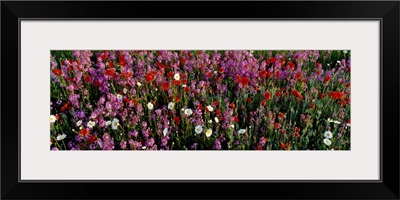 Wildflowers, NCDOT Wildflower Program, Buncombe County, North Carolina