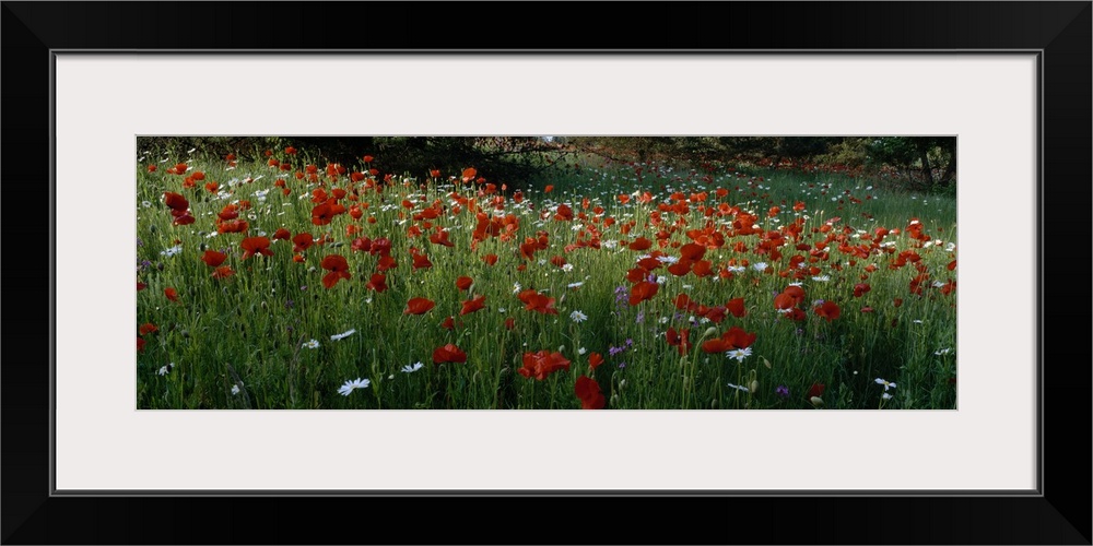 Panoramic photograph of field filled with poppies, daisies, and other flowers.