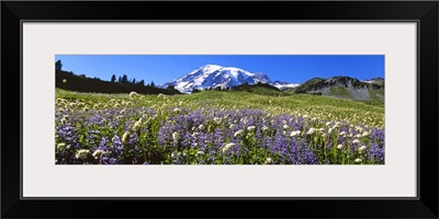 Wildflowers on a landscape, Mt Rainier National Park, Washington State