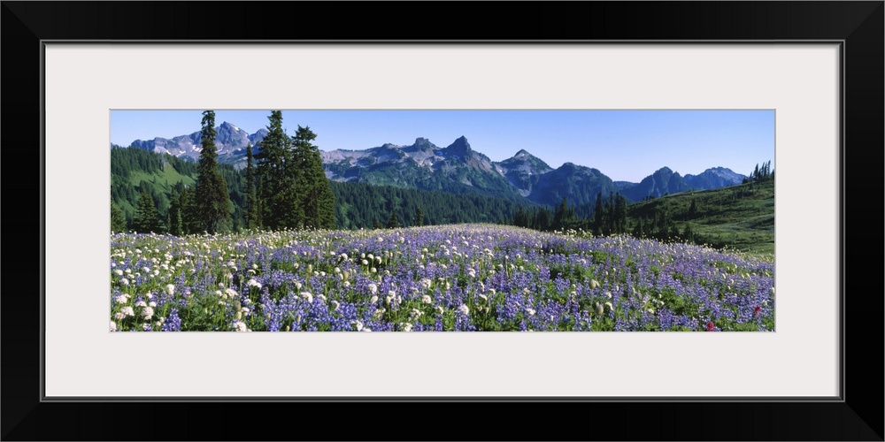 Wildflowers on a landscape, Tatoosh Range, Mt Rainier National Park, Washington State