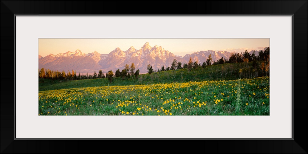 Wildflowers on a landscape with a mountain range in the background, Teton Range, Grand Teton National Park, Wyoming