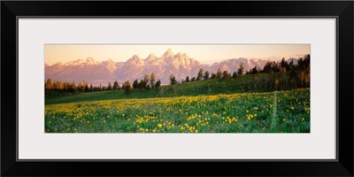 Wildflowers on a landscape with a mountain range in the background, Teton Range, Grand Teton National Park, Wyoming