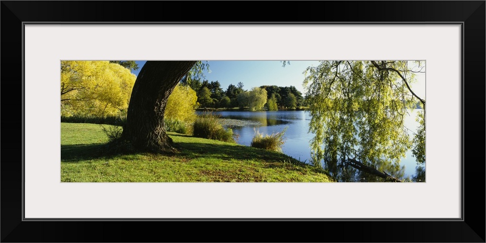 Willow tree by a lake, Green Lake, Seattle, Washington State