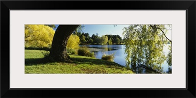 Willow tree by a lake, Green Lake, Seattle, Washington State