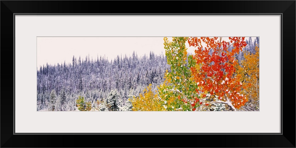 Winter Aspens