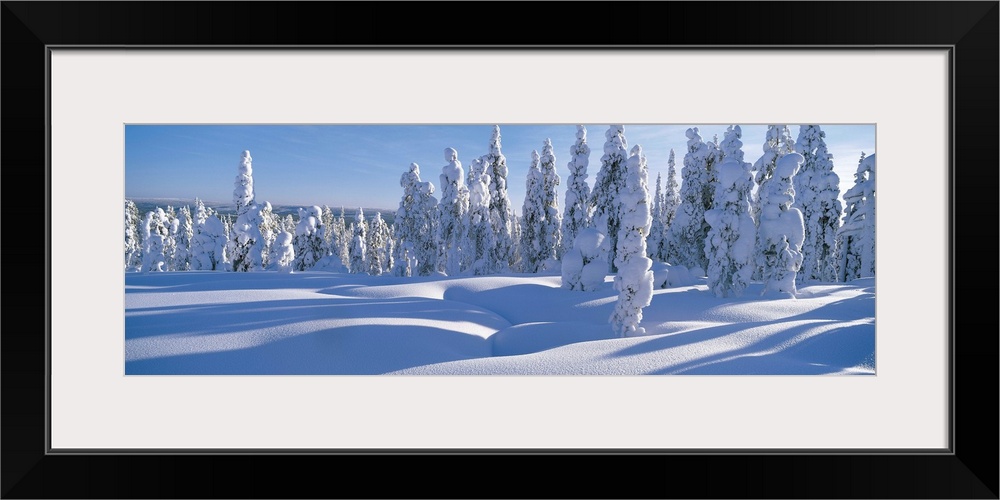 Winter Trees Sweden