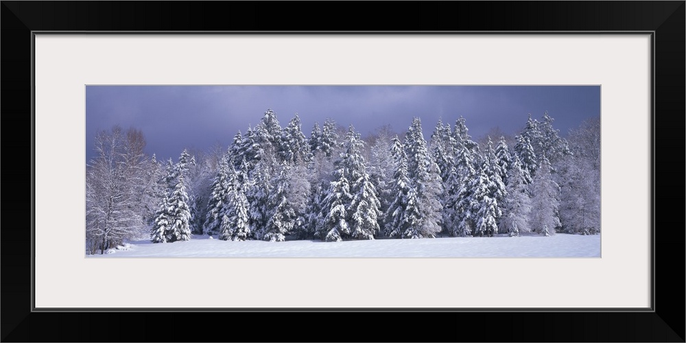 Winter Trees Waterbury VT