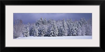 Winter Trees Waterbury VT