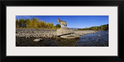 Wolf standing on a rock at the riverbank, US Glacier National Park, Montana