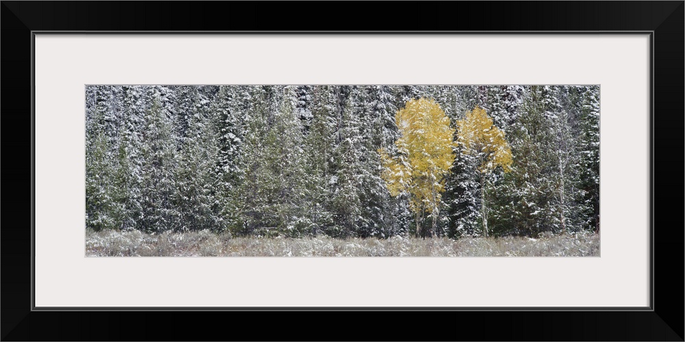 Wyoming, Grand Teton National Park, Pine trees in a forest