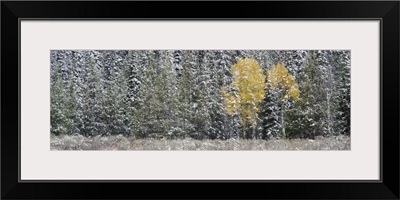 Wyoming, Grand Teton National Park, Pine trees in a forest