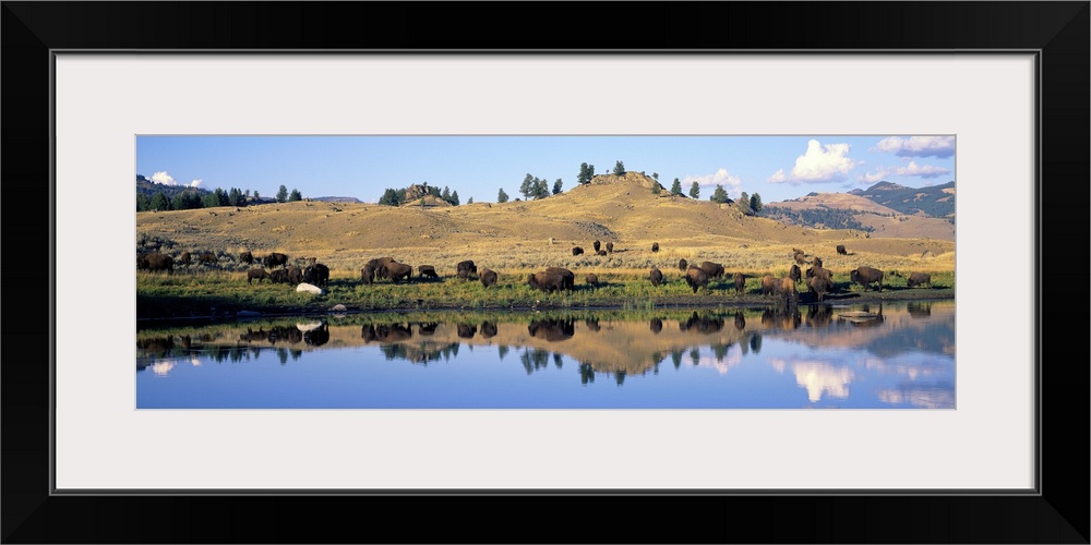 Wyoming, Yellowstone National Park, Lamar Valley, Bison