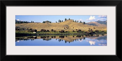 Wyoming, Yellowstone National Park, Lamar Valley, Bison