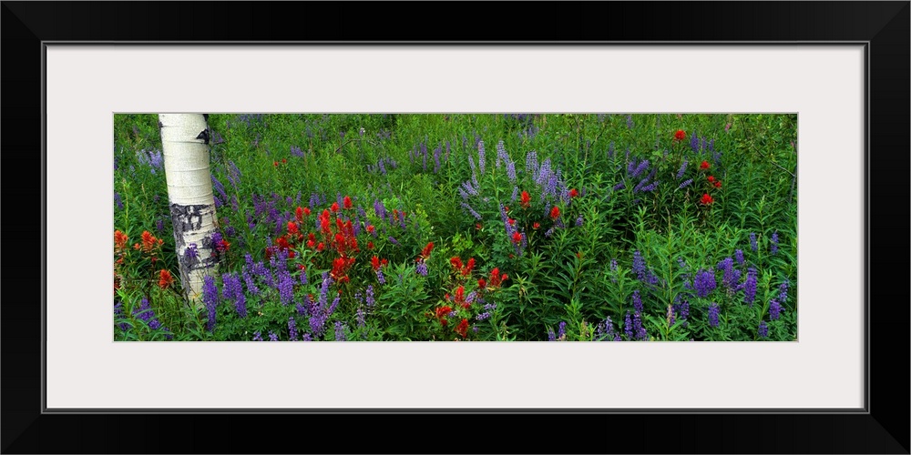 Panoramic photograph taken of wild flowers that have grown around an aspen tree.