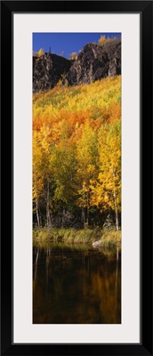 Yellow trees in the forest, Denali National Park, Alaska