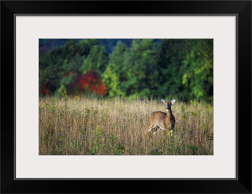 Young whitetail spike buck in autumn color meadow.