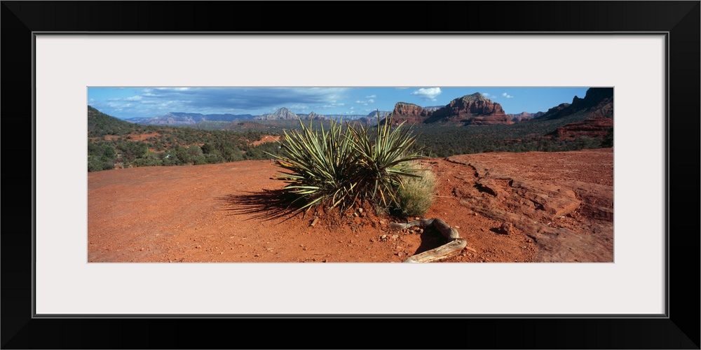 Yucca plant growing in a rocky field, Sedona, Coconino County, Arizona